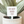 I'm Not Dead Yet Plant Marker